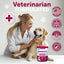 Do Not Sell On Amazon Dog UTI Treatment Cranberry Supplement Bladder Control Urinary Tract Infection Incontinence Pill Bladder Stones UTI Medicine Treats 70 Soft Chews For Kidney Support With Fish Oil