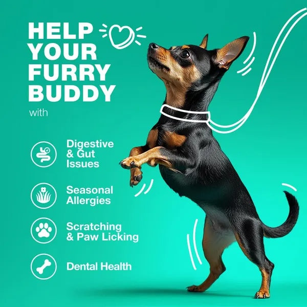 Probiotics For Dogs Gut Health Digestion Immunity Yeast Balance Itchy Skin Allergies Support Dog Probiotic Chews With Digestive Enzymes For Gut Flora Soft Treats With Pumpkin And Yeast Powder